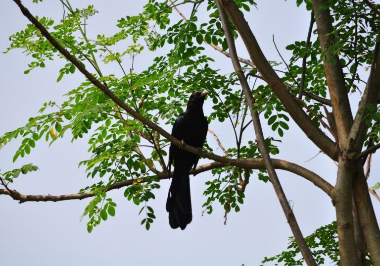 Asian Koel