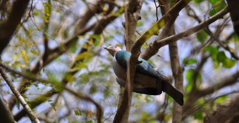Green Imperial Pigeon