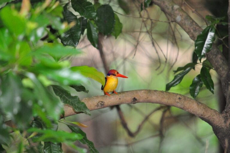 Oriental Dwarf Kingfisher